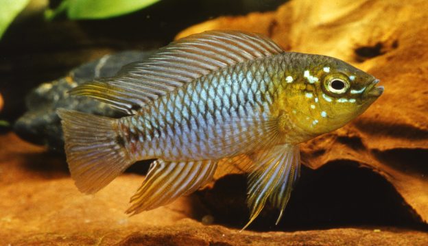 Apistogramma borelli