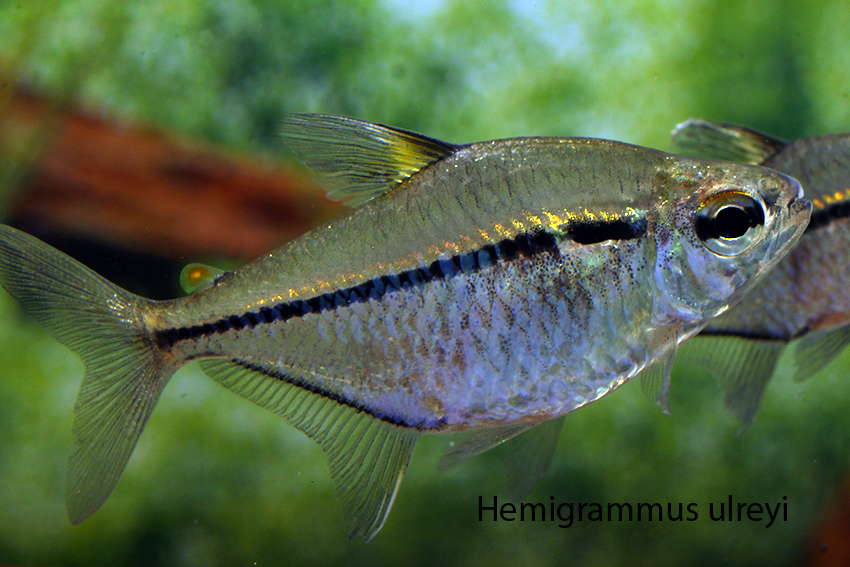 Hemigrammus ulreyi