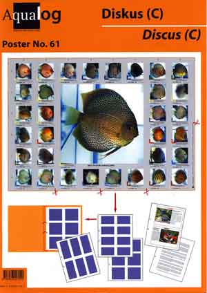 Aqualog Faltposter Discus C Sieger von Duisburg