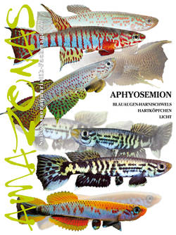 Amazonas 44 – Aphyosemion Nov/Dez 2012