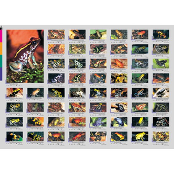 aqualog faltposter poison dart frogs