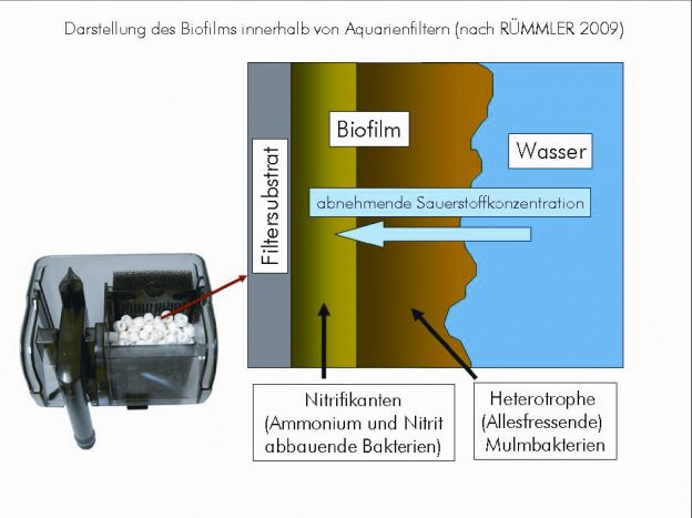 filterreinigung