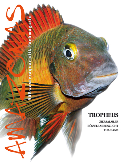 Amazonas 47 – Tropheus Mai/Juni 2013