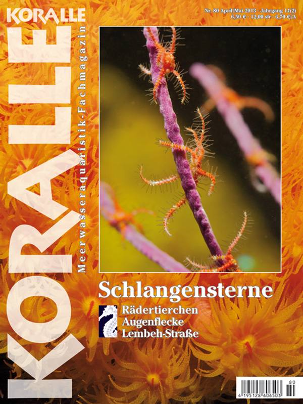 Koralle 80 – Schlangensterne April/Mai 2013