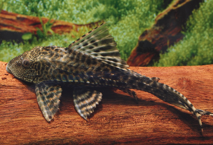 Liposarcus disjunctivus