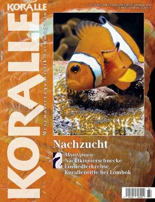 Koralle 84 – Nachzucht Dezember/Januar 2013/2014