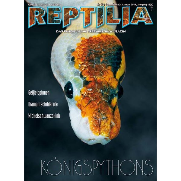 reptilia 104 koenigspythons dezember 2013 januar 2014