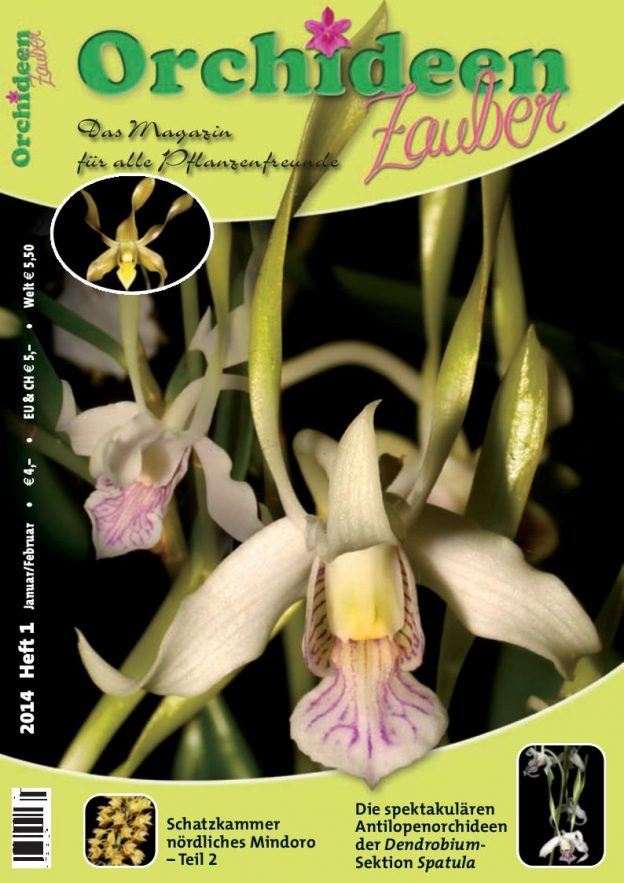 Orchideen Zauber 1 Januar/Februar 2014
