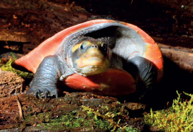 Spitzkopfschildkröte