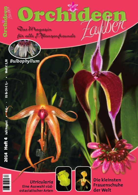 Orchideen Zauber 4 Juli/August 2014