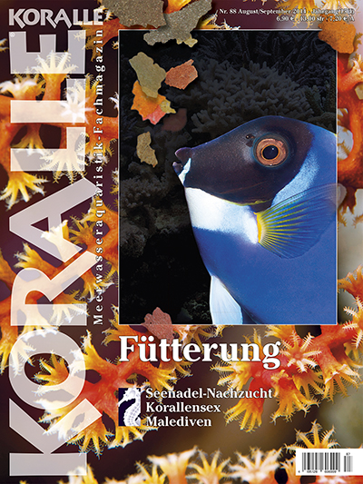 Koralle 88 - Fütterung (August / September 2014)