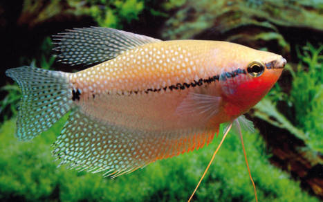 Pearl Gourami