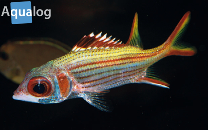 Soldatenfisch (Holocentridae)