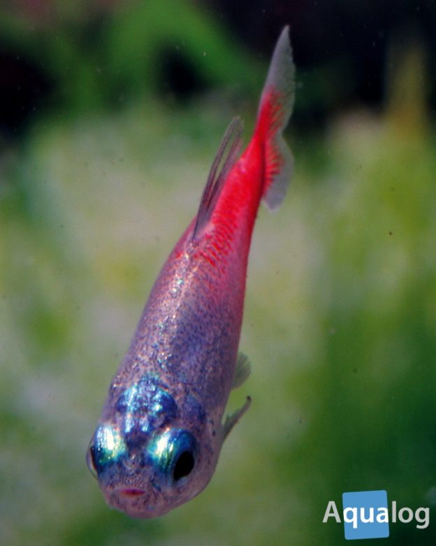 The Neon Tetra - a fish that changed the world 