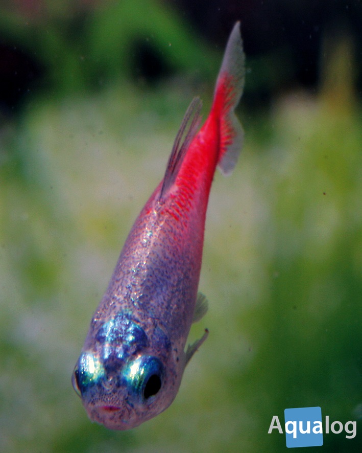 pregnant neon tetra eggs