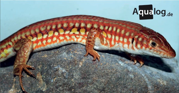 Latastia longicaudata