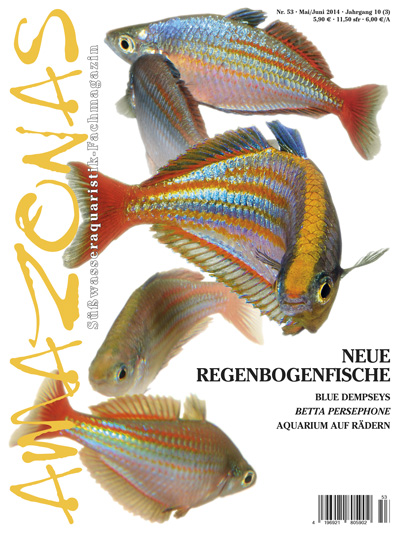 Amazonas 53 – Neue Regenbogenfische Mai / Juni 2014