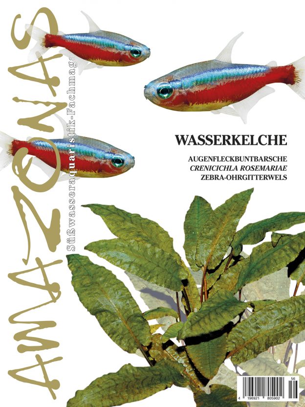 Amazonas 56 – Wasserkelche November/Dezember 2014