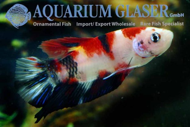 Betta splendens Koi