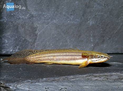 Geisterfisch-2