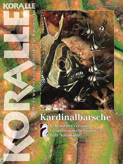 Koralle 92 – Kardinalbarsche (April/Mai 2015)