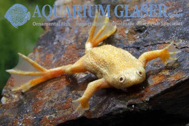 Hymenochirus boettgeri Gold-Albino