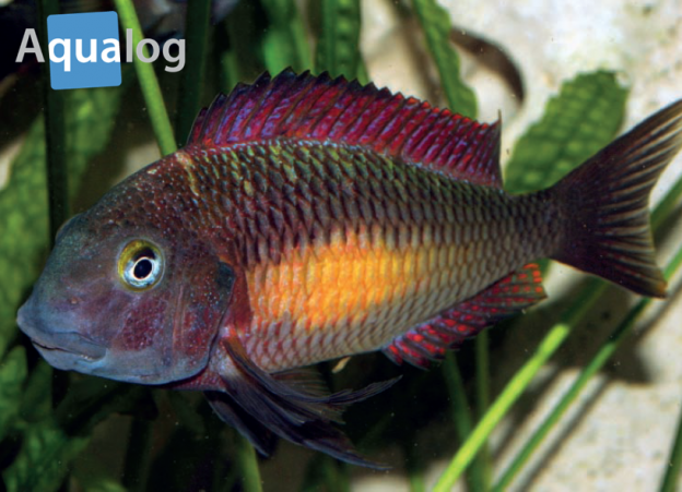 tropheus moorii rainbow - OFF-50% > Shipping