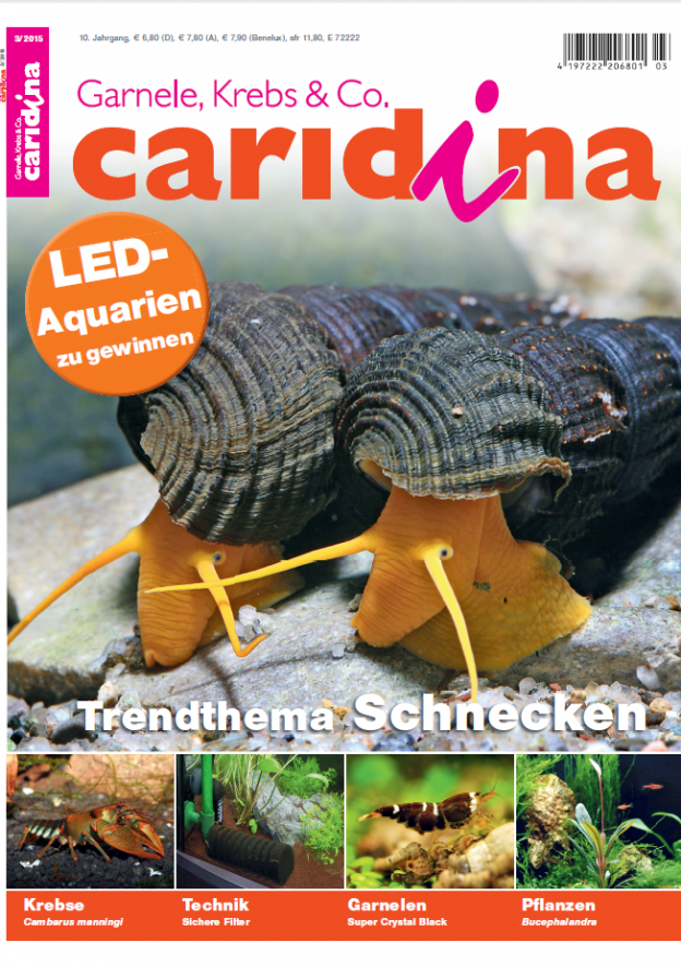 Caridina 3/2015