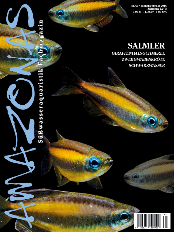 Amazonas 63 – Salmler