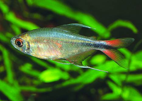 Phoenix Tetra