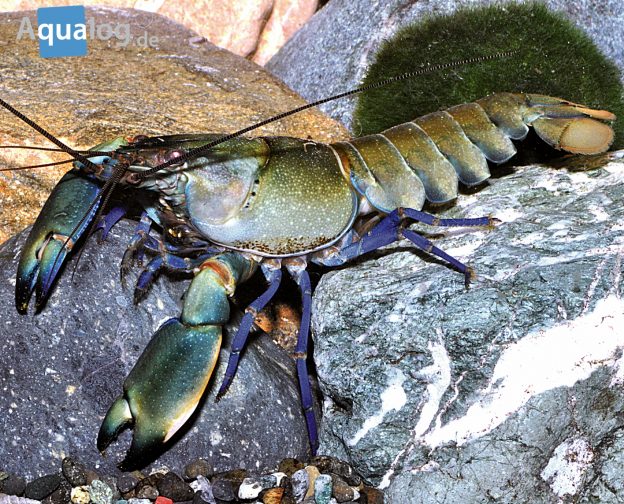 Cherax-sp-Irianto-Green