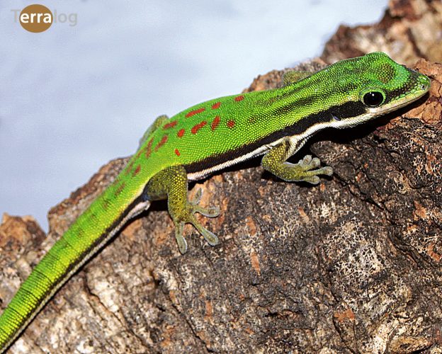 Phelsuma-nigristiata-nz