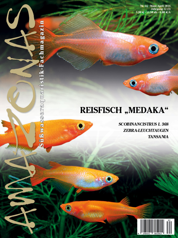 Amazonas 64 – Reisfisch „Medaka“