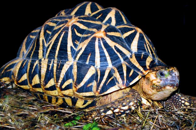 Indian Star Tortoise