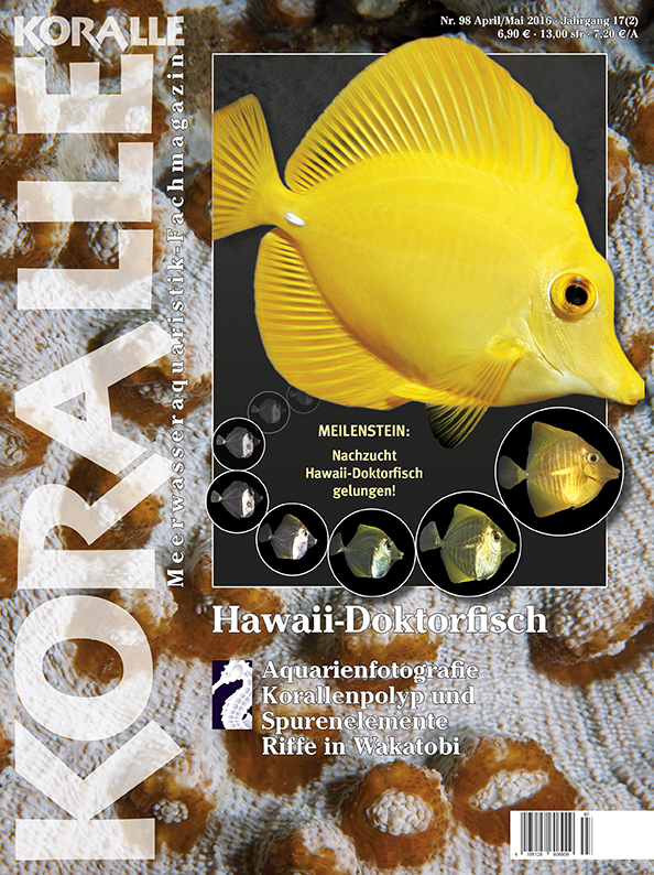 Koralle 98 Hawaii Doktorfisch April/Mai 2016