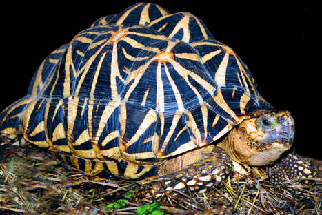 the_indian_star_tortoise