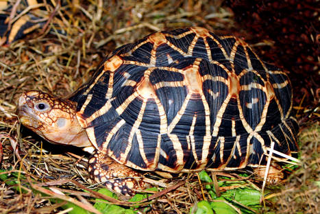 the_indian_star_tortoise_2