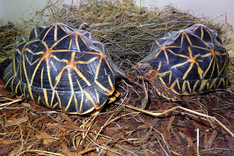 the_indian_star_tortoise_3