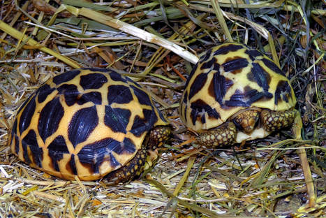 the_indian_star_tortoise_4