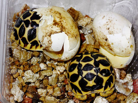 the_indian_star_tortoise_5