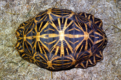 the_indian_star_tortoise_6