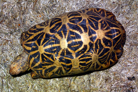 the_indian_star_tortoise_7