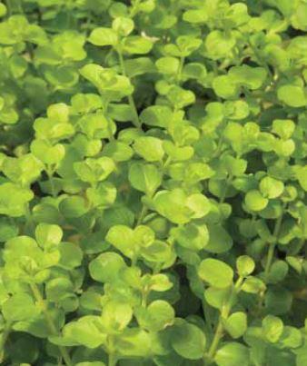 Creeping Jenny An Ideal Plant For The Vivarium Aqualog De