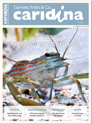 Caridina 3/2016