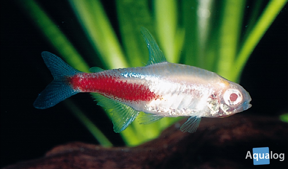 Neon Tetra care: the ultimate guide 