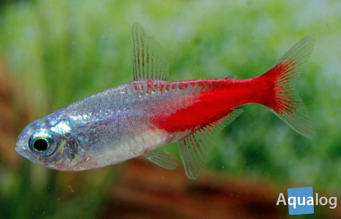Neon Tetra Fish Facts  Paracheirodon innesi - A-Z Animals