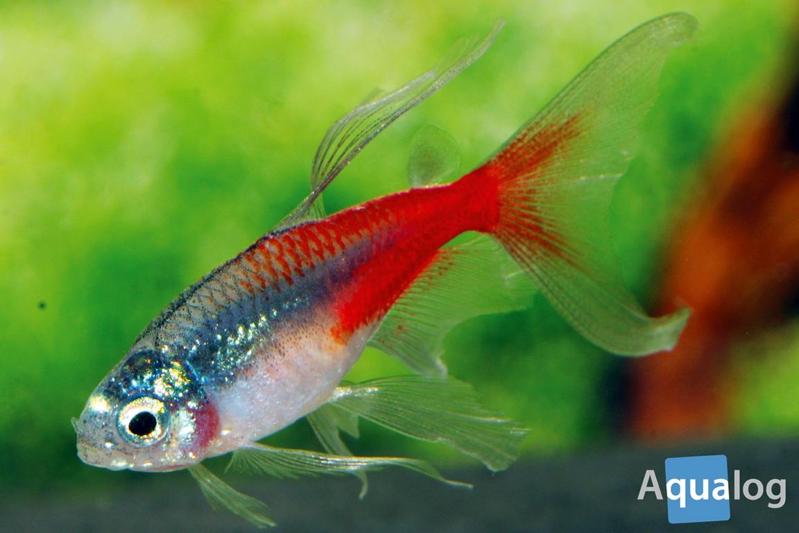 The Neon Tetra - a fish that changed the world 