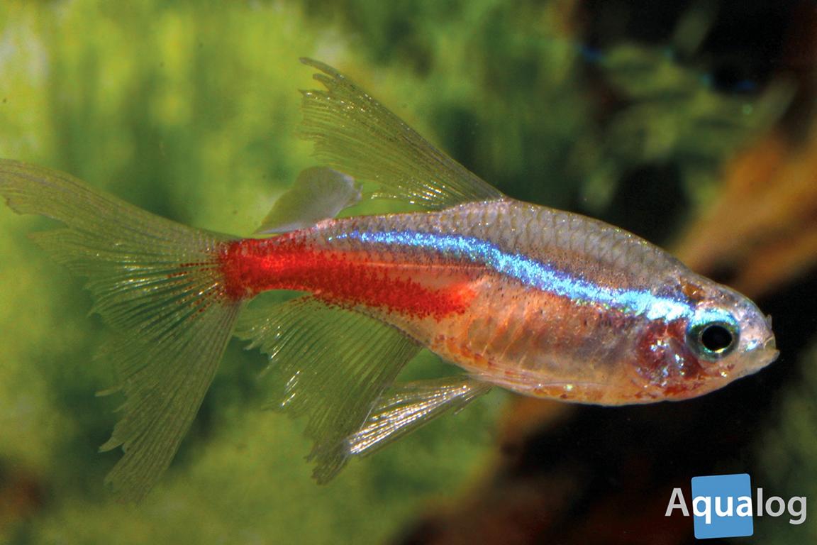 The Neon Tetra - a fish that changed the world 