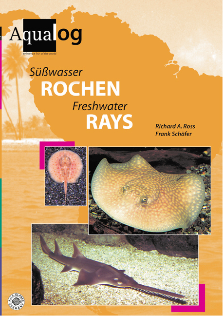 Süßwasserrochen/Freshwaterrays