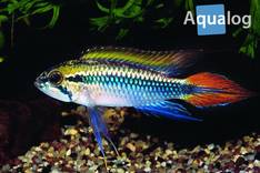 Apistogramma agassizi